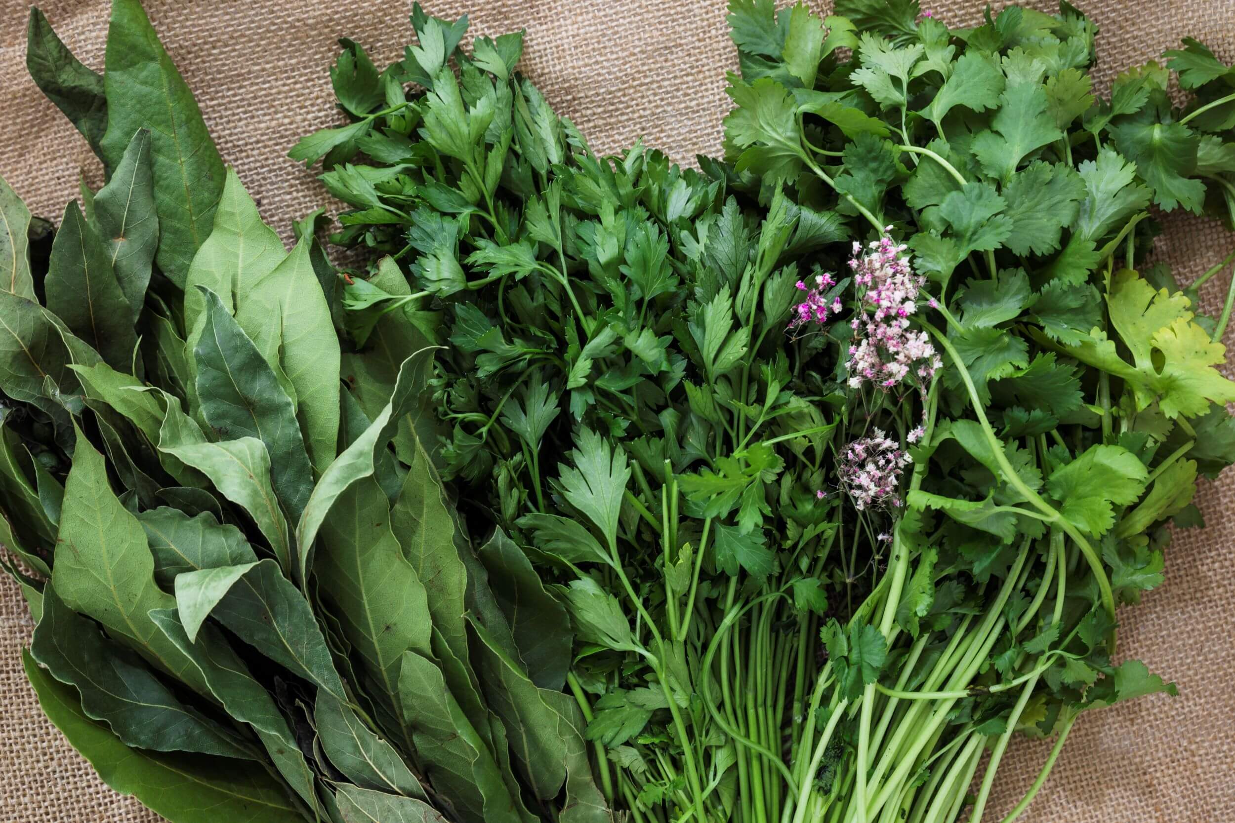 <b>Herbs Past Their Peak? Here’s How to Make the Most of Them</b>